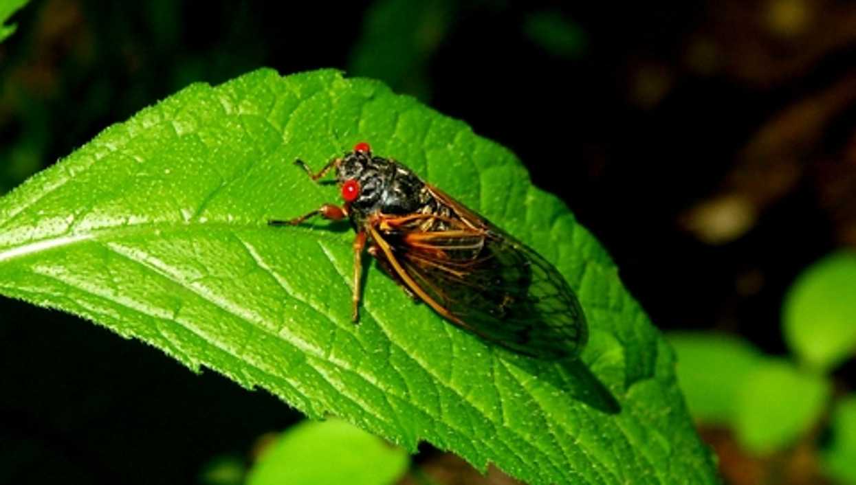 A Large & Rare Swarm Of Cicadas Is About To Emerge & One City Is The Epicenter