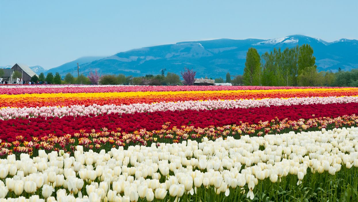 These Tulip Festivals Are Back For Spring 2021 & They're Absolutely Gorgeous