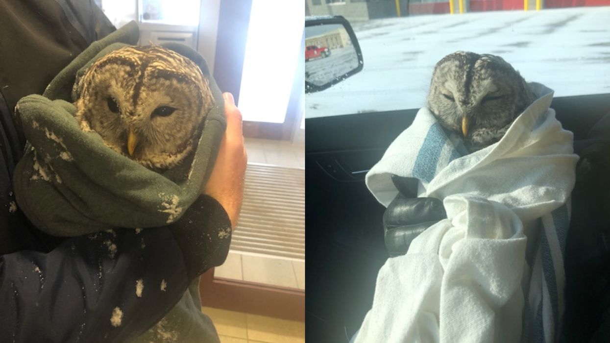Ontario Police Rescued An Injured Owl & The Adorable Photos Are A Total 2021 Vibe