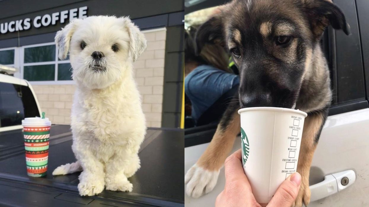 This Ontario Starbucks Really Wants To Say Hi To Your Dog & Give It A Free 'Puppucino'