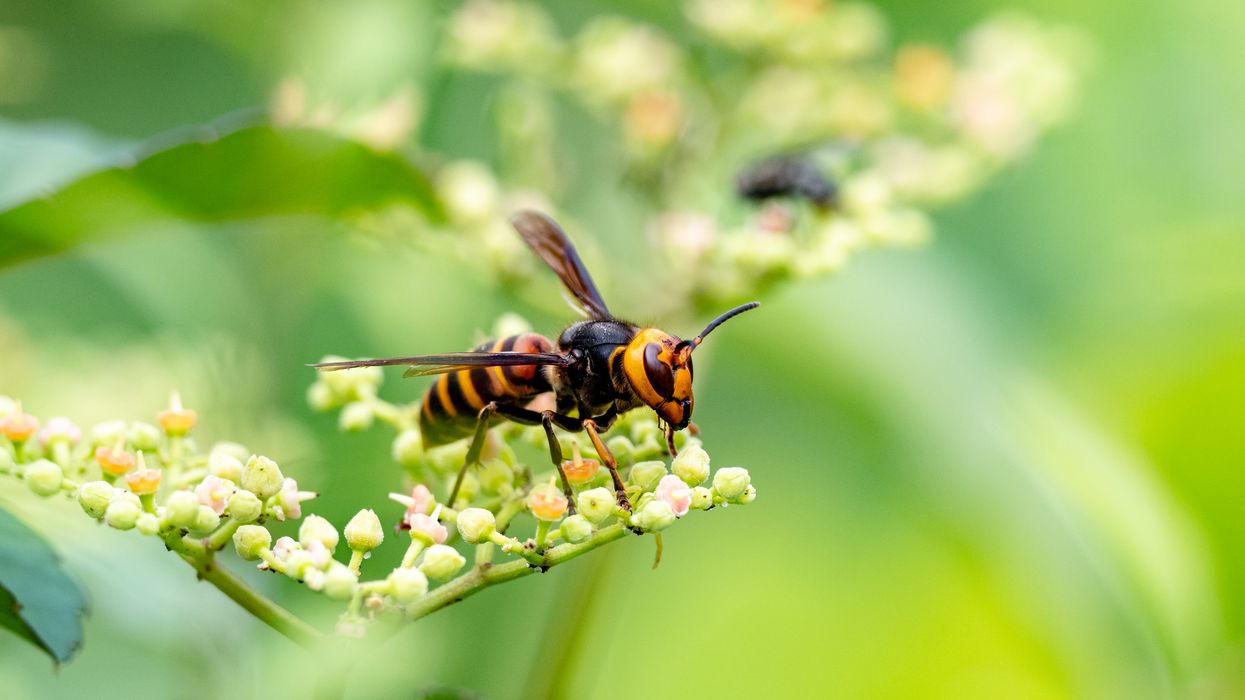 'Murder Hornets' Are Still Here But The US & Canada Are Joining Forces To Eradicate Them