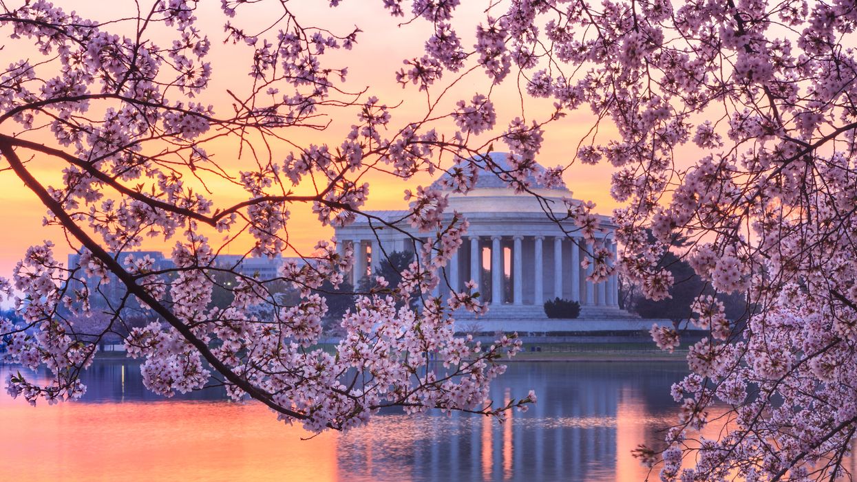 Here's Where You Can Find The Most Gorgeous Japanese Cherry Blossoms This Spring