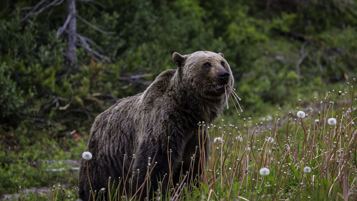 Alberta's Bears Are About To Wake Up For Spring & The 'Big, Dominate Males' Will Be First