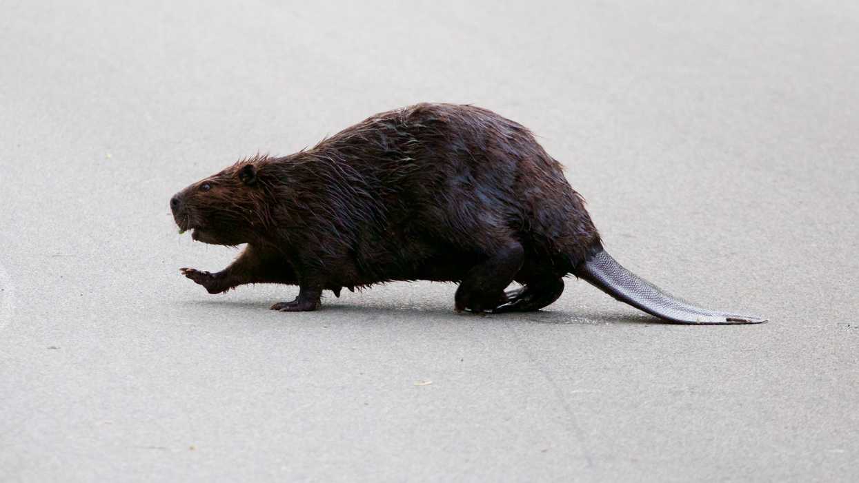 A Literal Beaver Just Shut Down Part Of A TTC Station This Morning (PHOTOS)