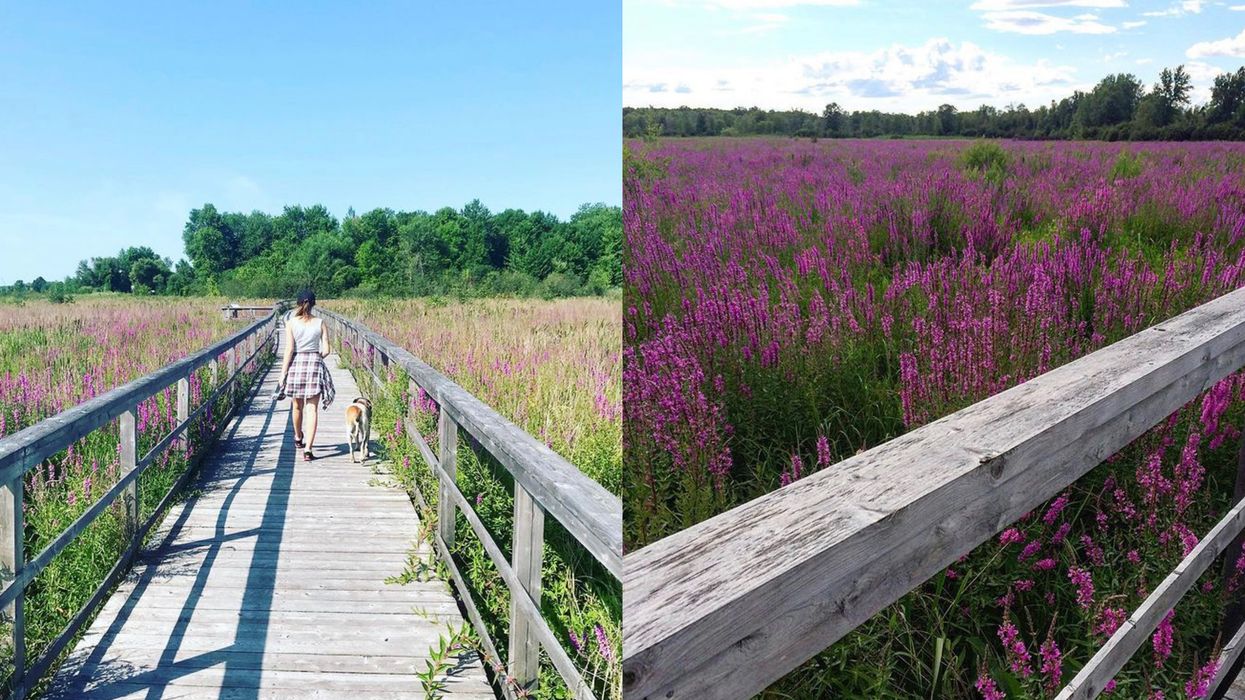 This Stunning Boardwalk Trail In Ontario Stretches Over Purple Fields & Serene Ponds