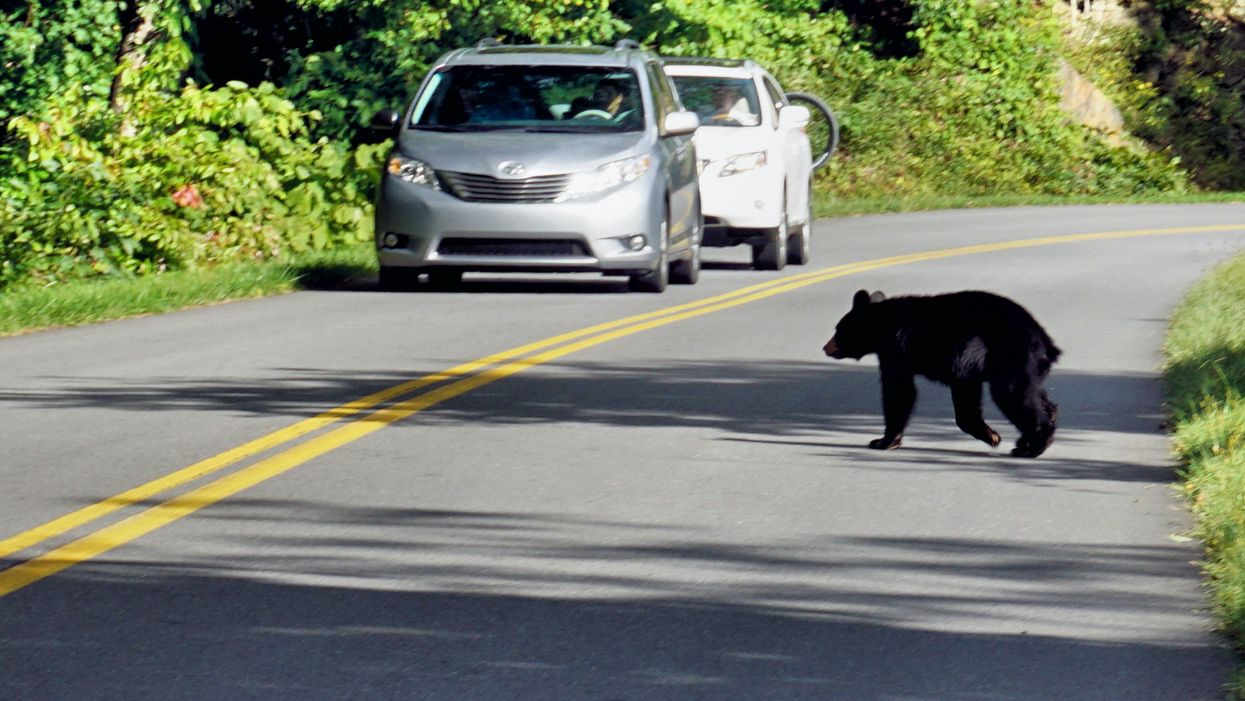 This Mama Bear Did The Most To Get Her Cubs Off The Street But It's Adorable Chaos (VIDEO)