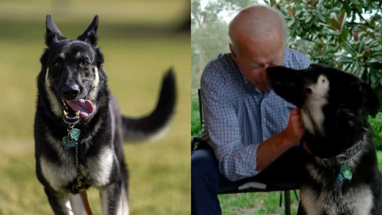 Joe Biden's Dog Was Just Involved In Another Biting Incident At The White House