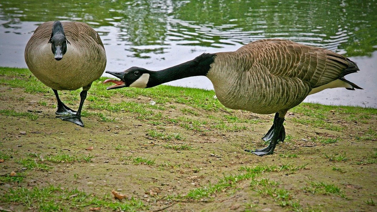 Brace Yourself, Canada Goose Season Is Coming Soon