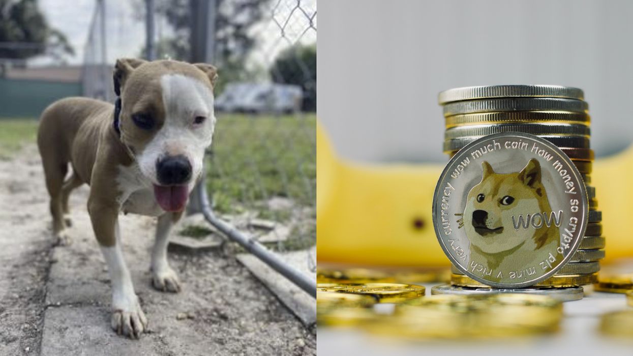 Massive 'Dogecoin' Earnings Covered Everyone's Dog Adoption Fee At A Florida Shelter