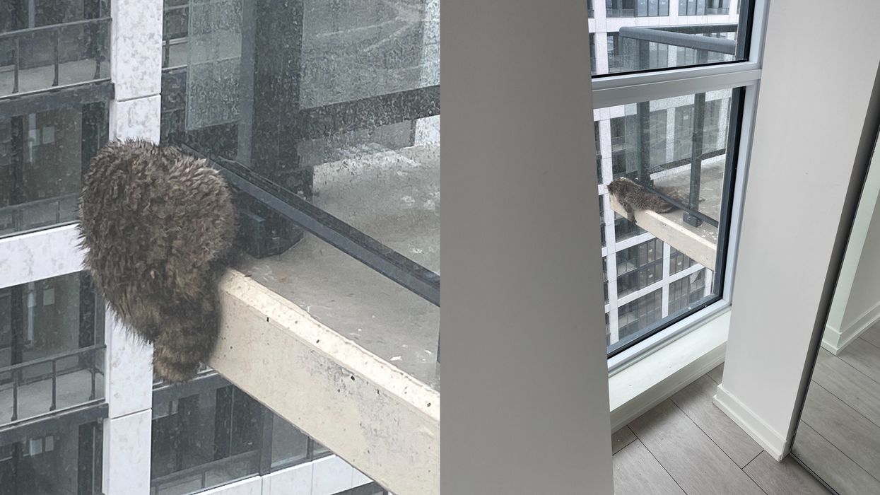 A Raccoon Was Heroically Rescued From A Toronto Balcony After Being Stranded For Days