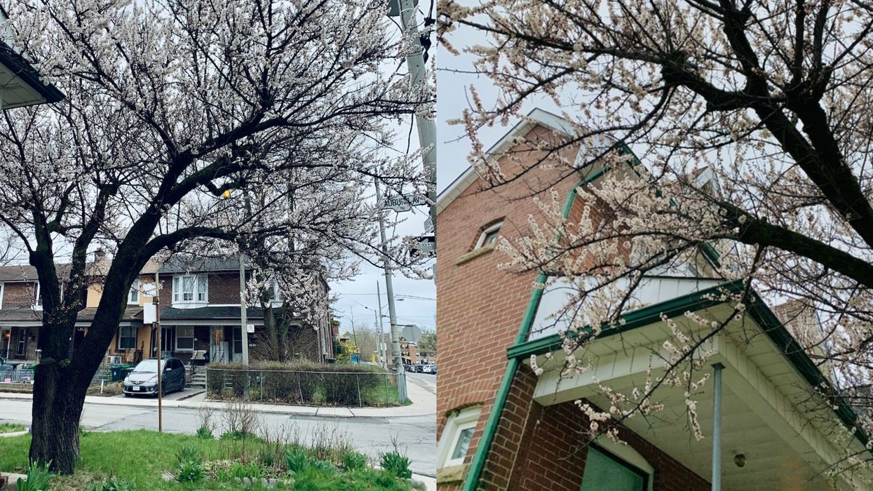 Cherry Blossoms Are Already Blooming All Over Toronto (PHOTOS)