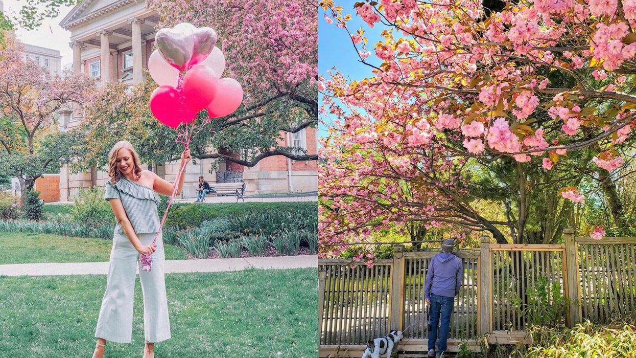 7 Beautiful Places To See Cherry Blossoms In Toronto That Aren't High Park