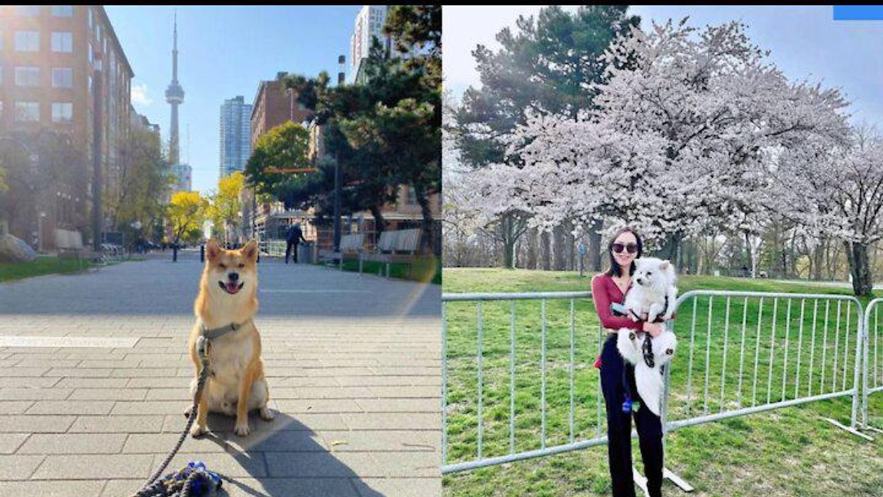 9 Toronto Dog Parks That Are Just As Pawsome For You As For Your Puppy