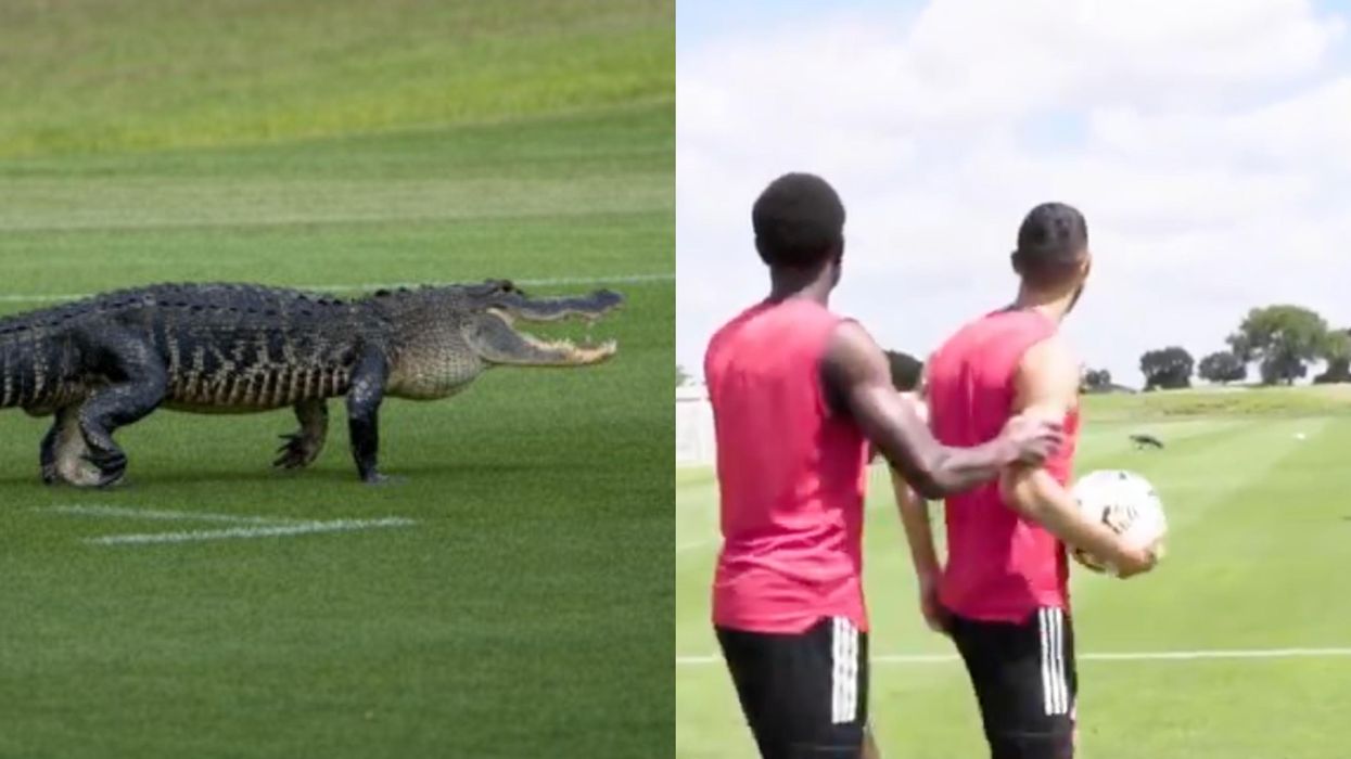 An Alligator Stomped Through Toronto FC's Practice & The Players Ran For Dear Life (VIDEO)