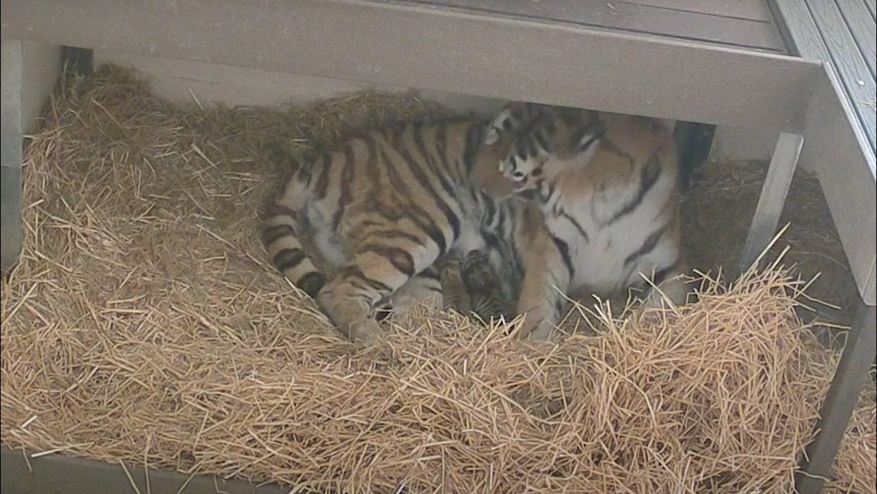 The Toronto Zoo Just Welcomed 3 Tiny Tiger Cubs & They're Too Cute To Handle (VIDEO)