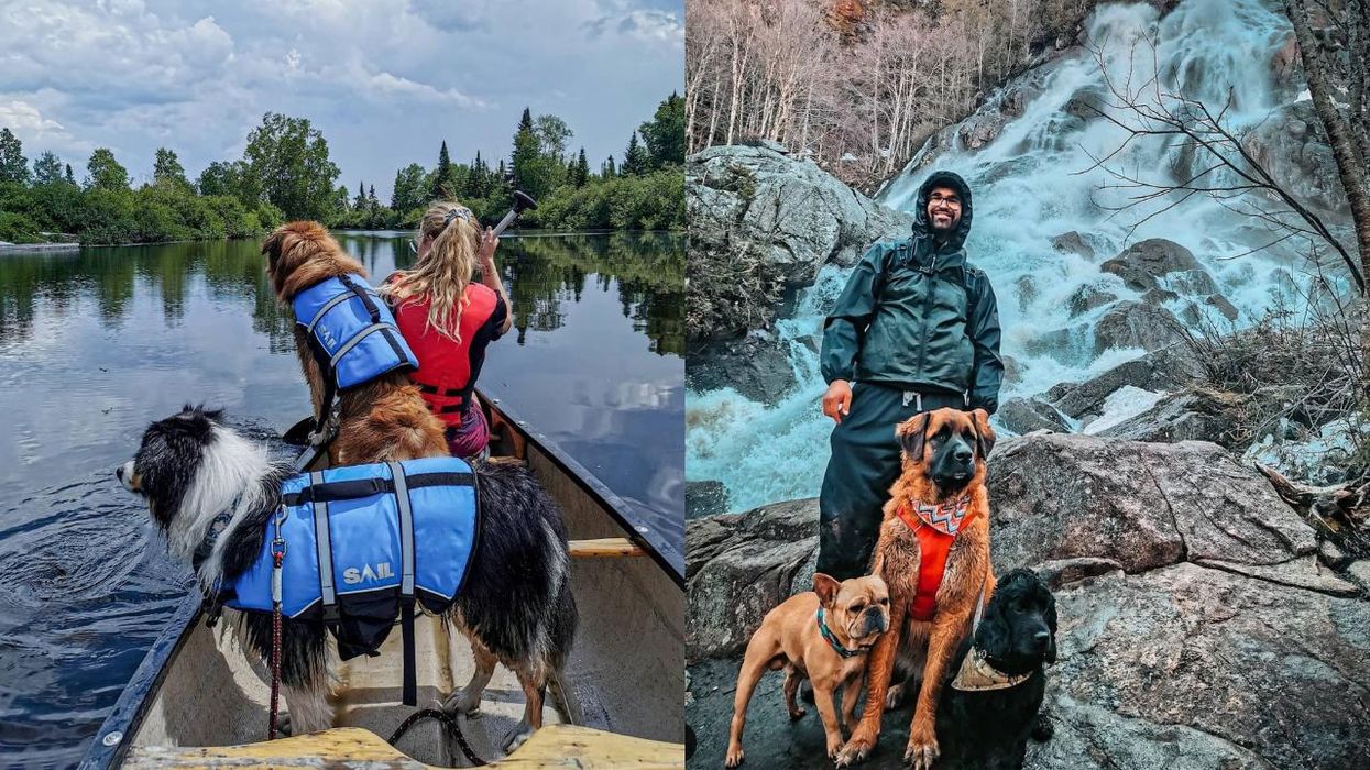 8 randonnées que tu peux faire avec ton chien cet été au Québec