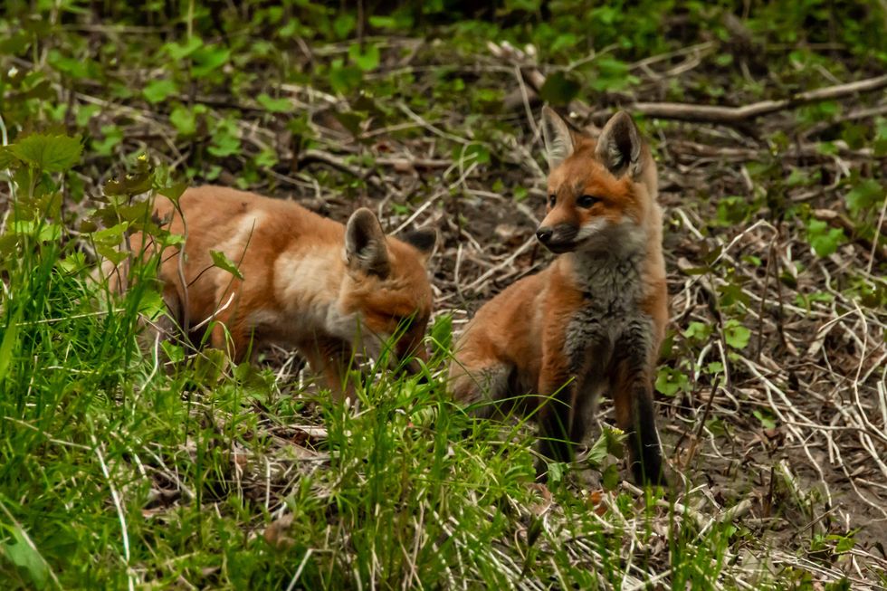 Toronto Baby Foxes Are Being Spotted All Over And They Re So Cute Narcity