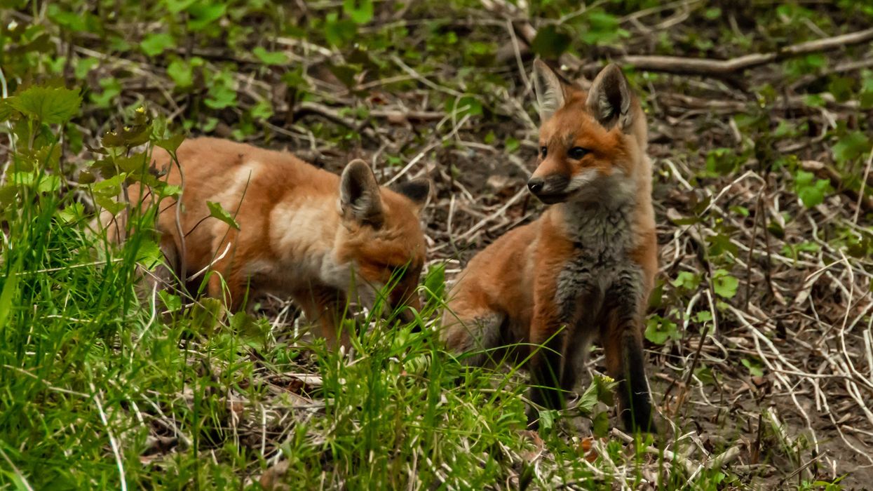 Baby Foxes Are Being Spotted All Across Toronto & The Pics Are Adorable (VIDEO)