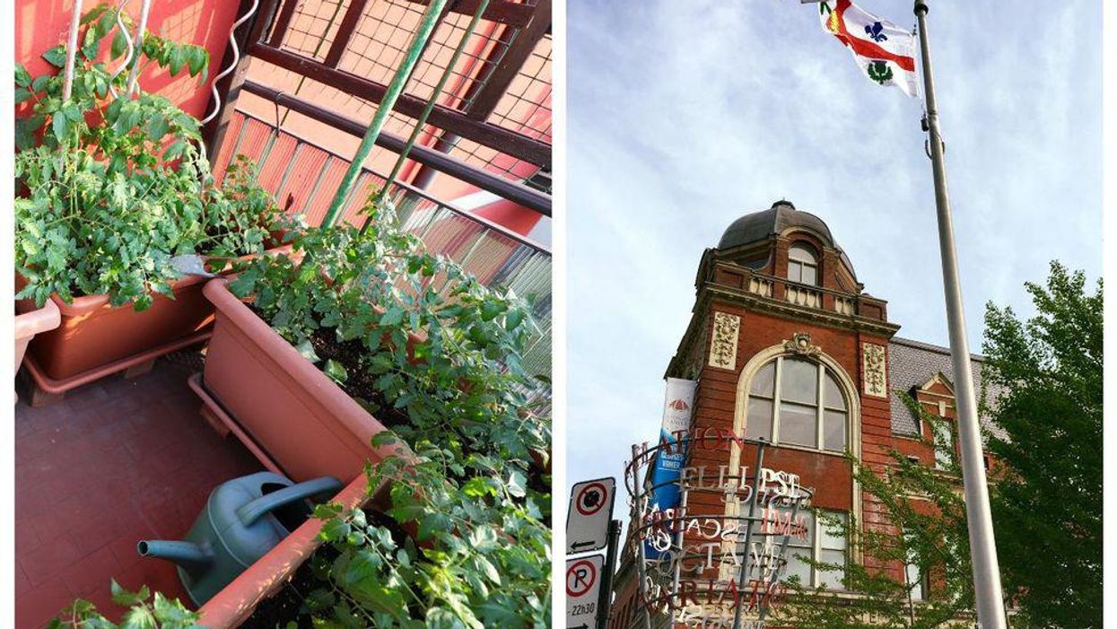 9 endroits qui offrent des semences gratuites à Montréal pour partir ton propre jardin