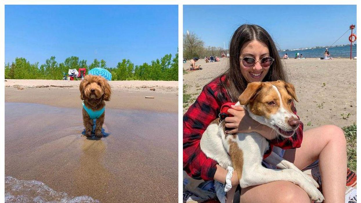 8 Dog-Friendly Beaches Near Toronto Where You Can Enjoy The Sun With Your Pup