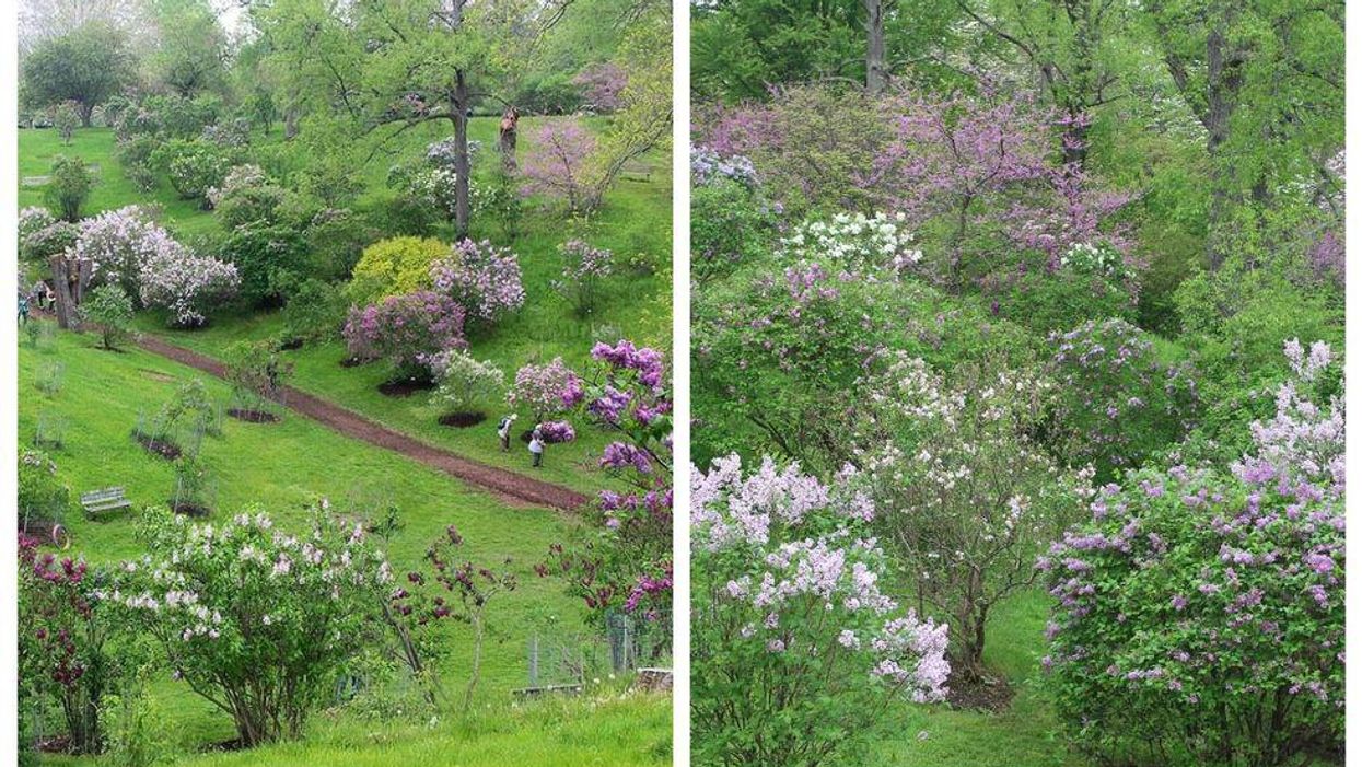 This Dreamy Lilac Dell Near Toronto Is Now In Bloom & It Smells As Sweet As It Looks