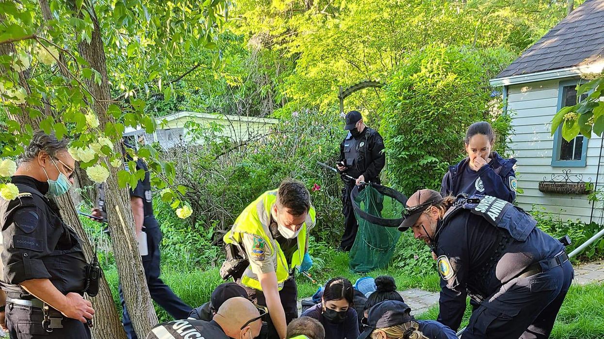 Tout ce que tu dois savoir sur le sauvetage de l'ours en cavale à Dorval