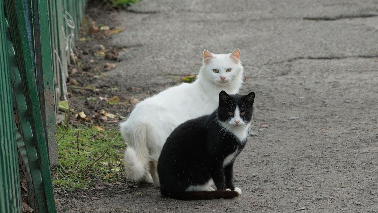 4 chats retrouvés décapités dans l'ouest de Montréal dans les dernières semaines