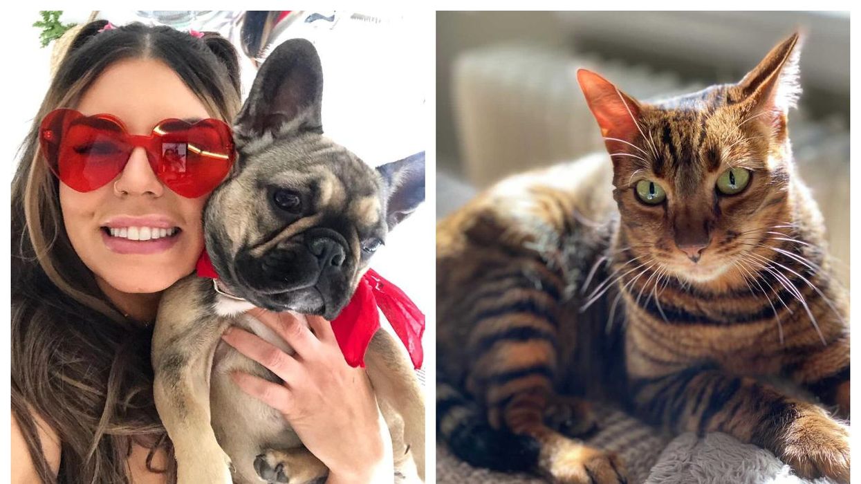 These 8 Products Are A Total Lifesaver If You Recently Adopted A New Puppy Or Kitten