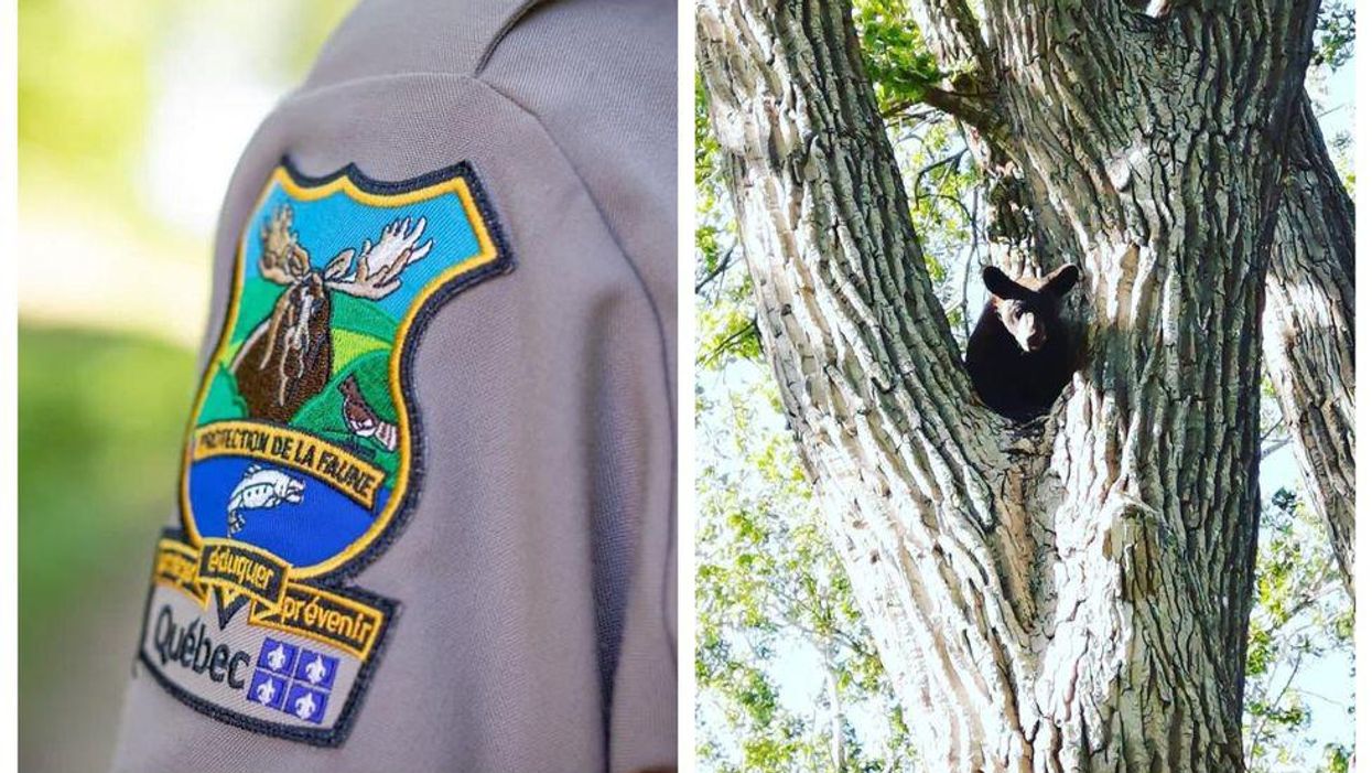 Le gouvernement se justifie après avoir euthanasié l'ours noir de Dorval