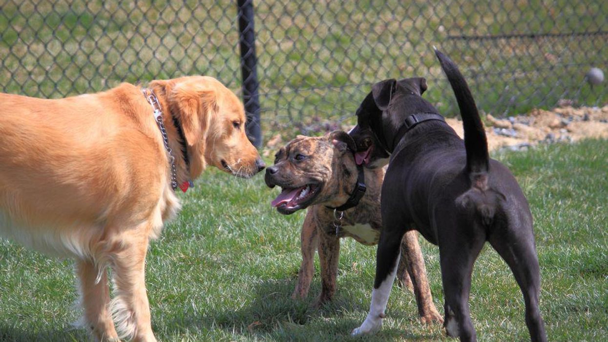 These Are Canada's Top Dog Breeds From 2020 & There Are Some Plot Twists