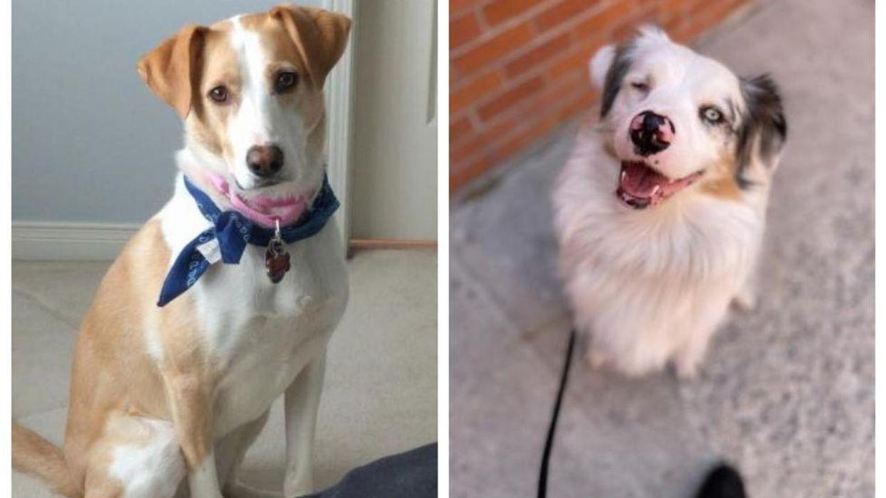 The Toronto Humane Society Has So Many Fluffy Doggos That Are Looking For Forever Homes RN