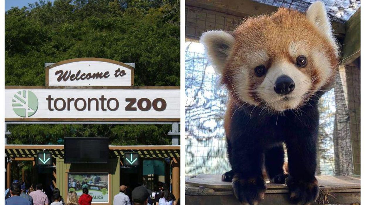 You Can Finally See Animals At The Toronto Zoo This Month But Not Like You’re Used To