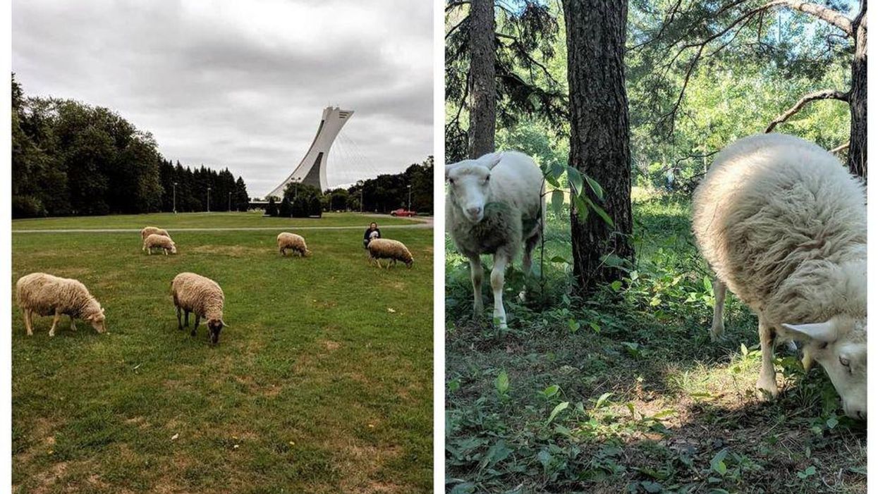 Tu pourrais voir des moutons se pavaner dans ce parc de Montréal cet été et voici pourquoi