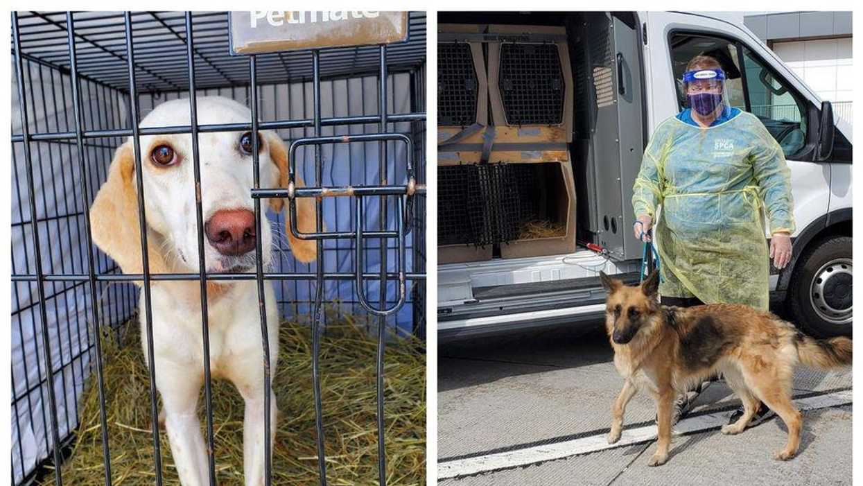 20 Irresistibly Cute Dogs Have Just Landed In Canada & They All Need Forever Homes