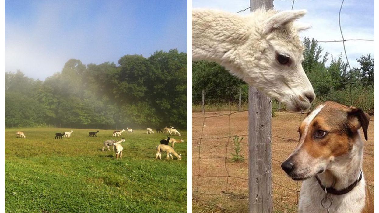 An Ontario Farm With Over 100 Fluffy Alpacas Is Up For Sale & It’s Basically Heaven