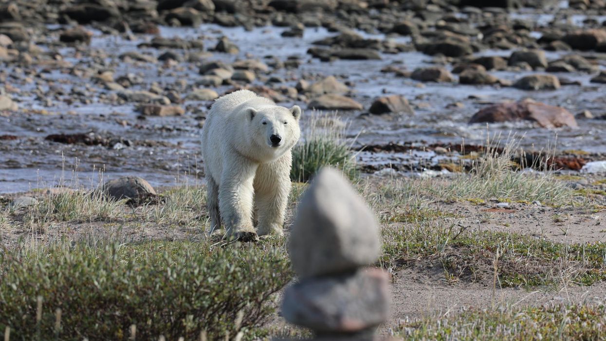 Three People Have Been ‘Badly Injured’ In A Polar Bear Attack In Nunavut