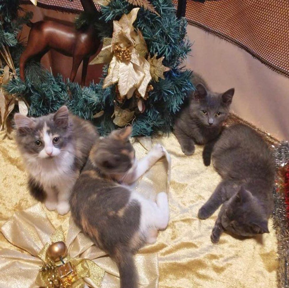 So Many Ottawa Kittens Are Up For Adoption & They're All Named After
