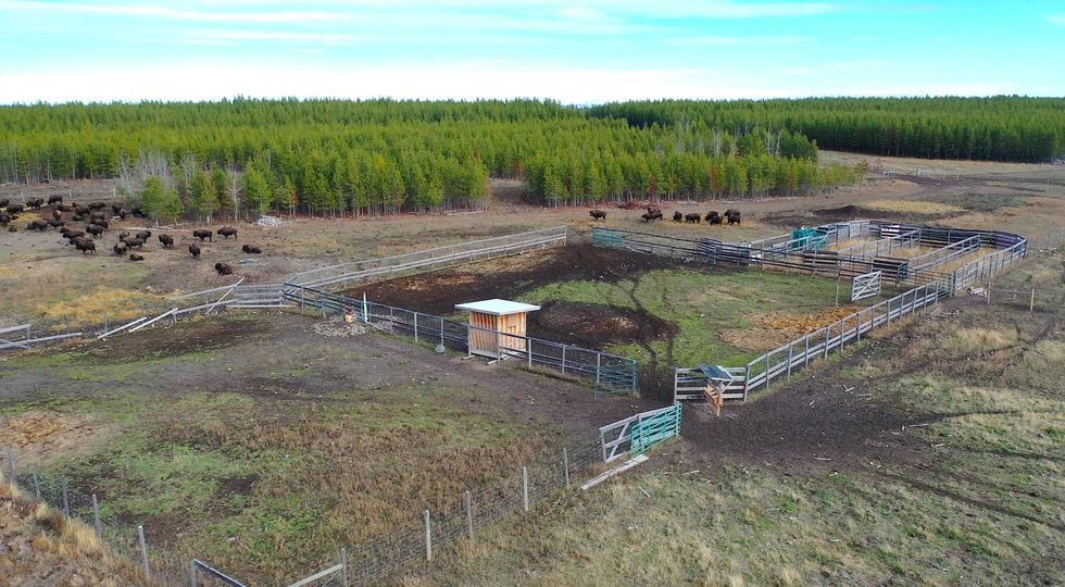 This Ranch For Sale In The Boonies Of BC Comes With 61 Bisons & So Much