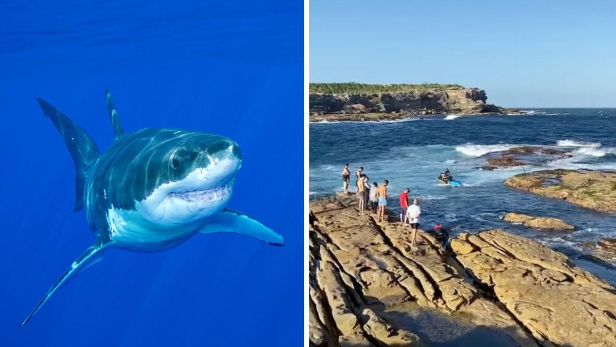 A Swimmer Died In A 'Horrific' Shark Attack Involving A 15-Foot Great White In Australia