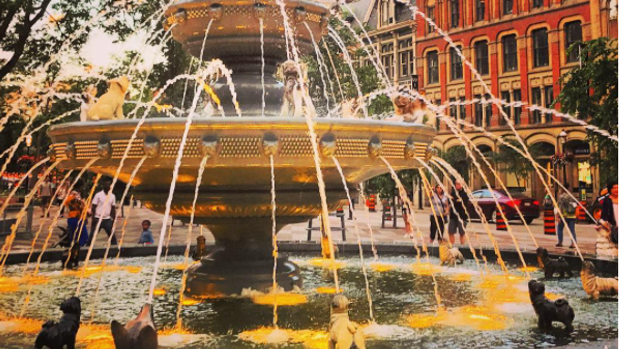 New sales fountain dog