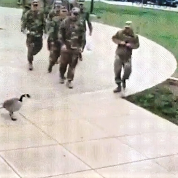 A Canada Goose Attacks A Platoon Of American Armed Forces And It s