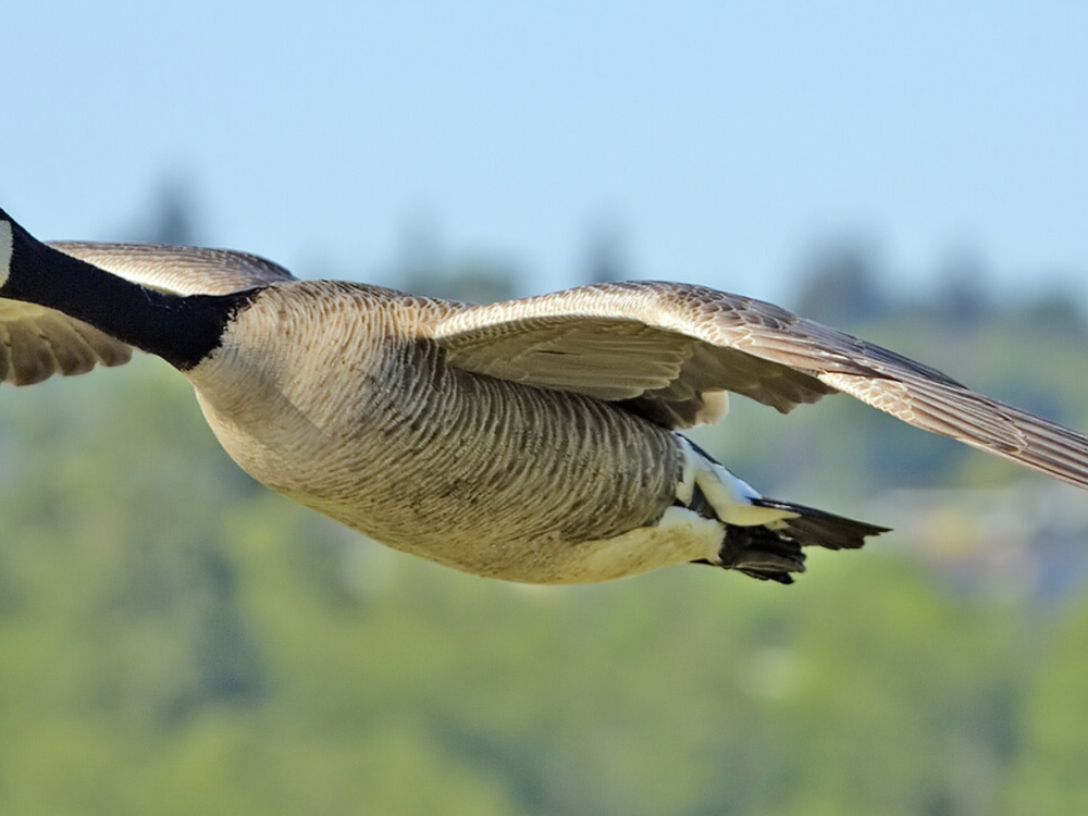 A Man Has Been Charged For Killing A Canada Goose In A Horrific