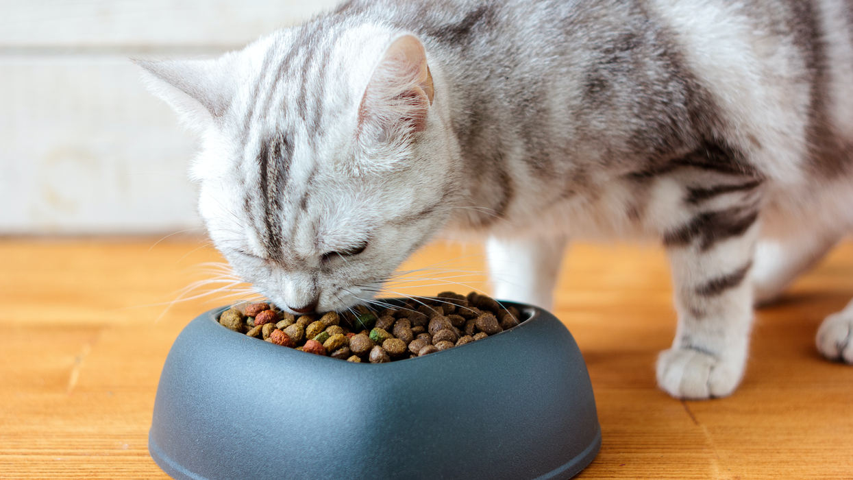 Dollarama clearance cat food