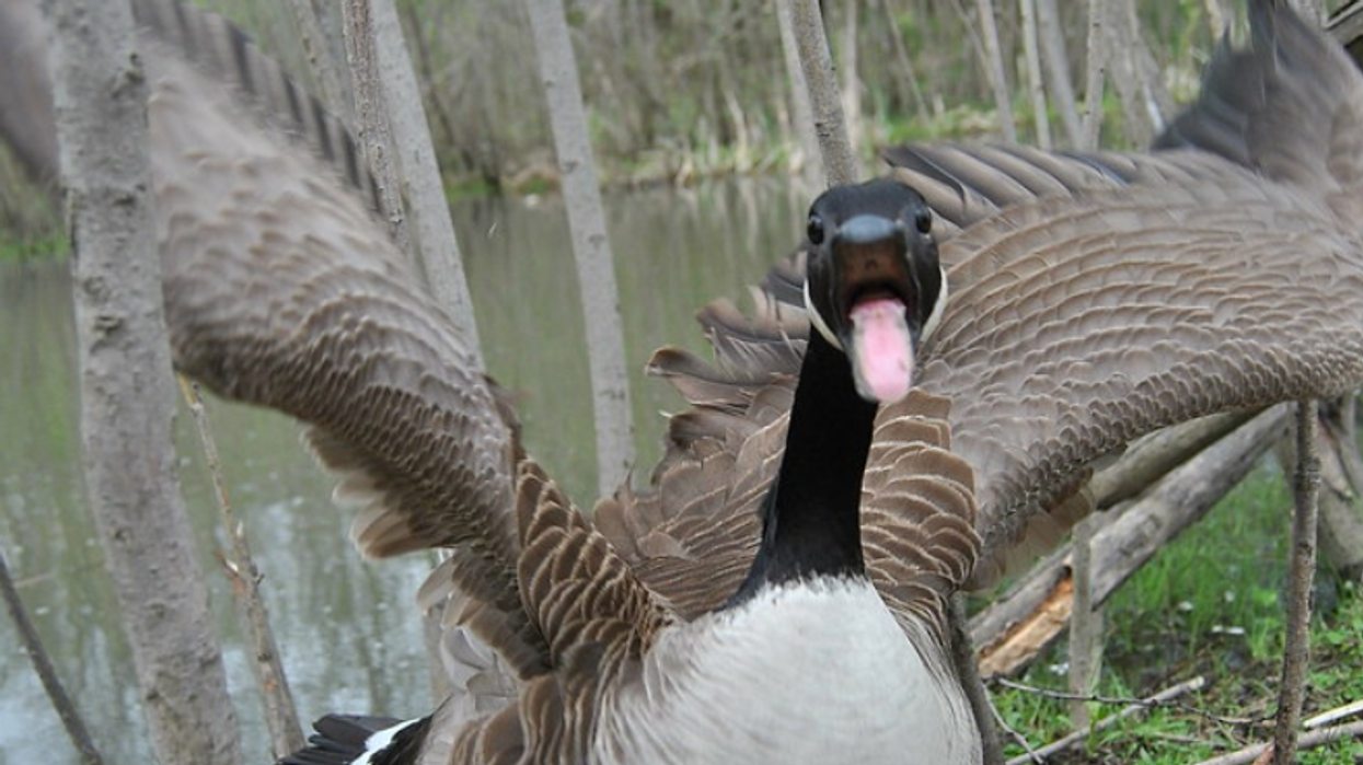 Canada goose bird sales attack