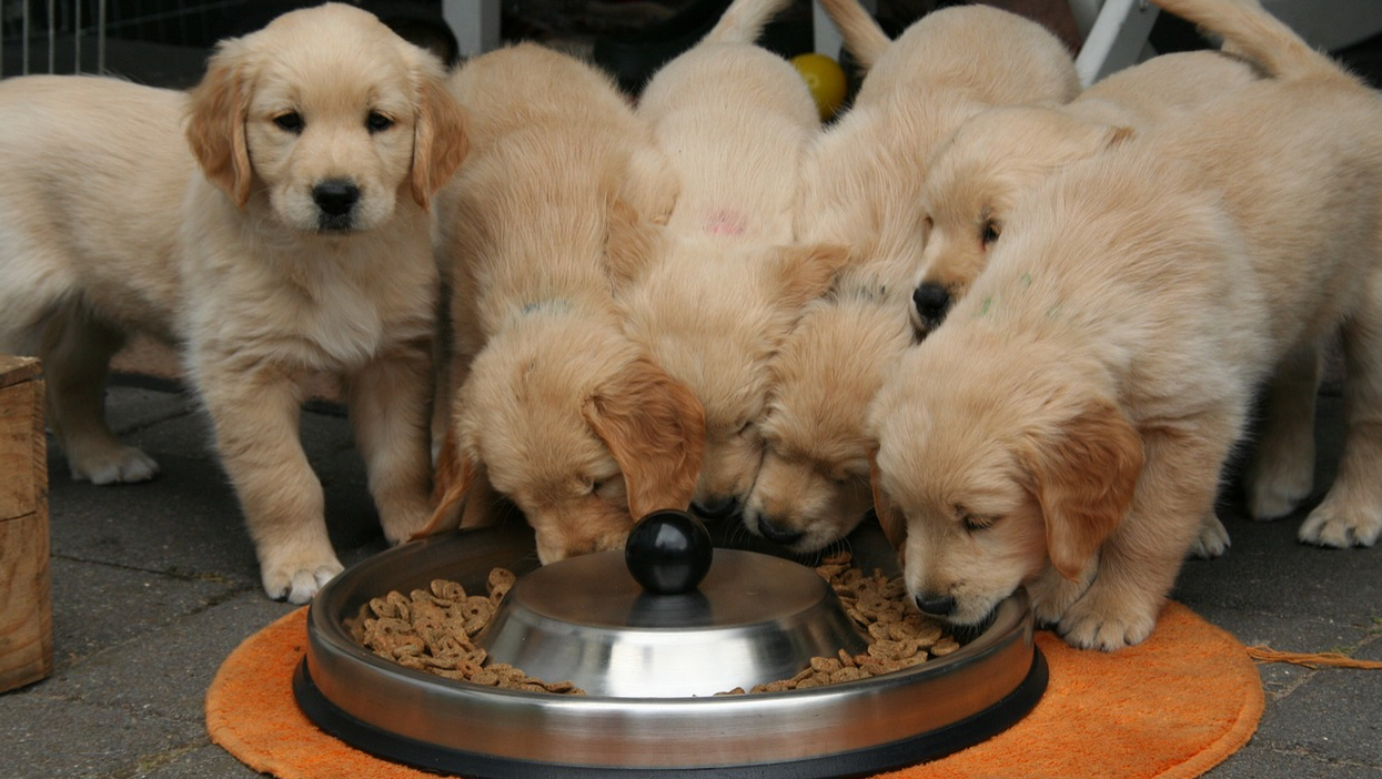 Dog food linked to deadly disease best sale