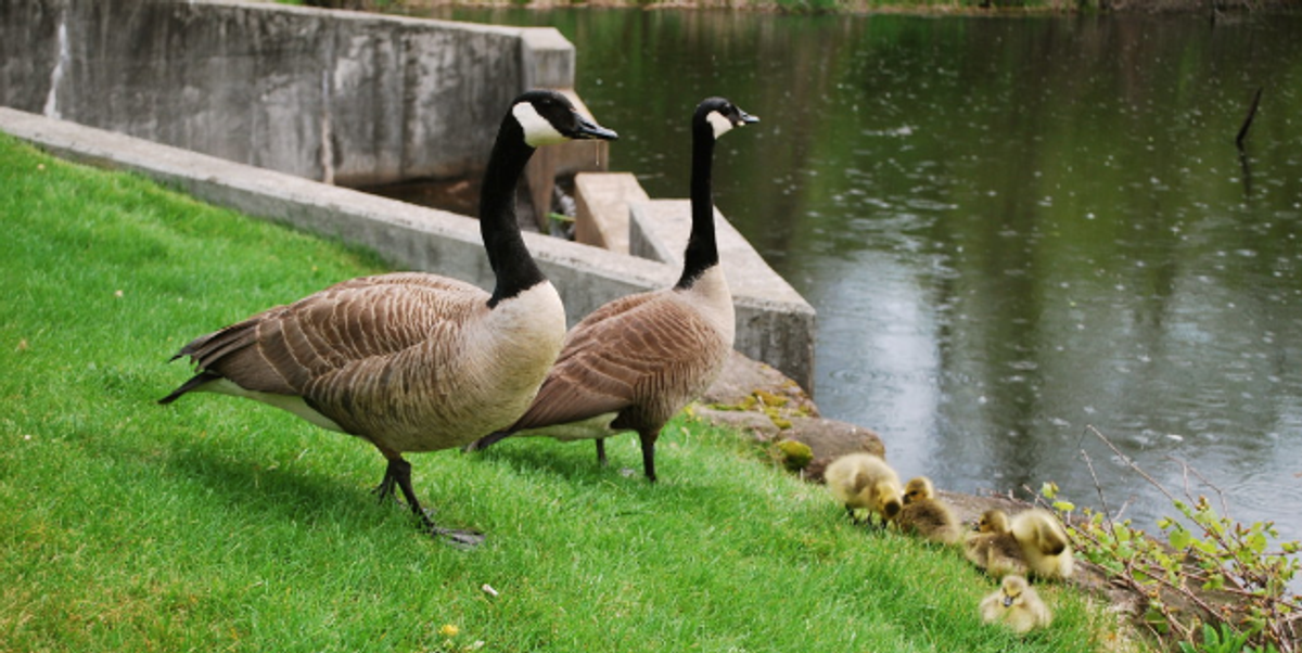 Denver Colorado Is Killing Canadian Geese And Donating The Meat