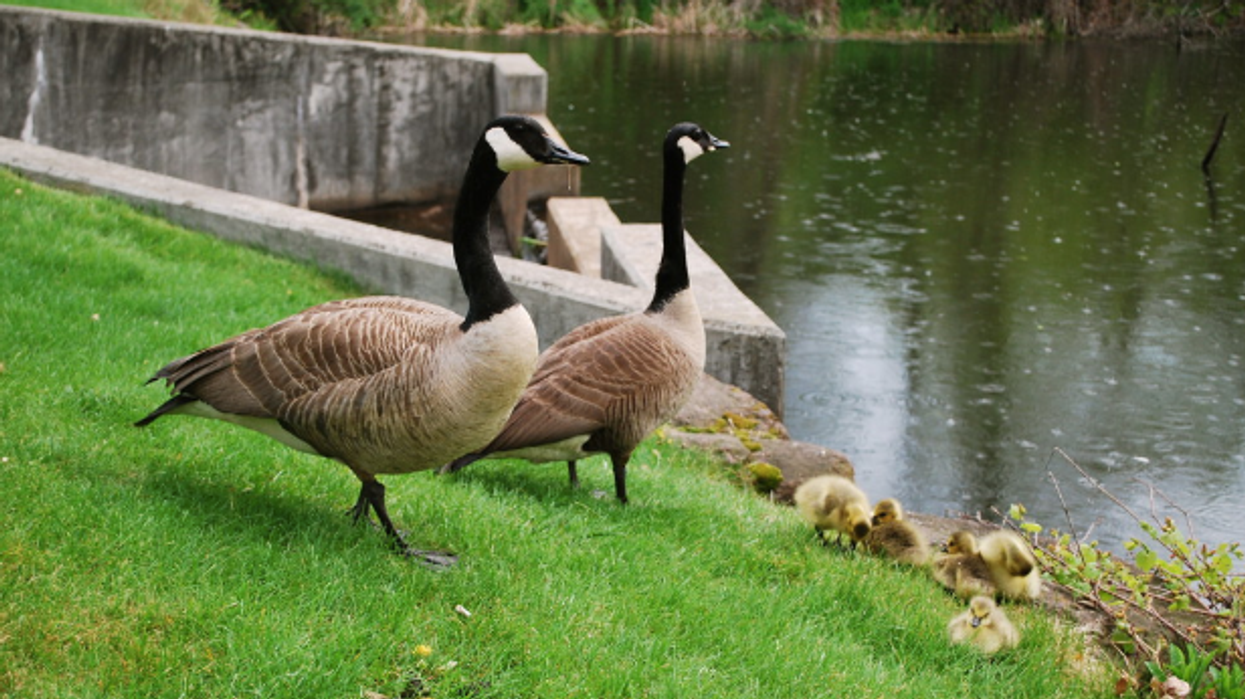 Denver Colorado Is Killing Canadian Geese And Donating The Meat
