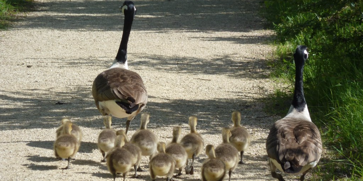 Canada goose sales quebec ville 2019