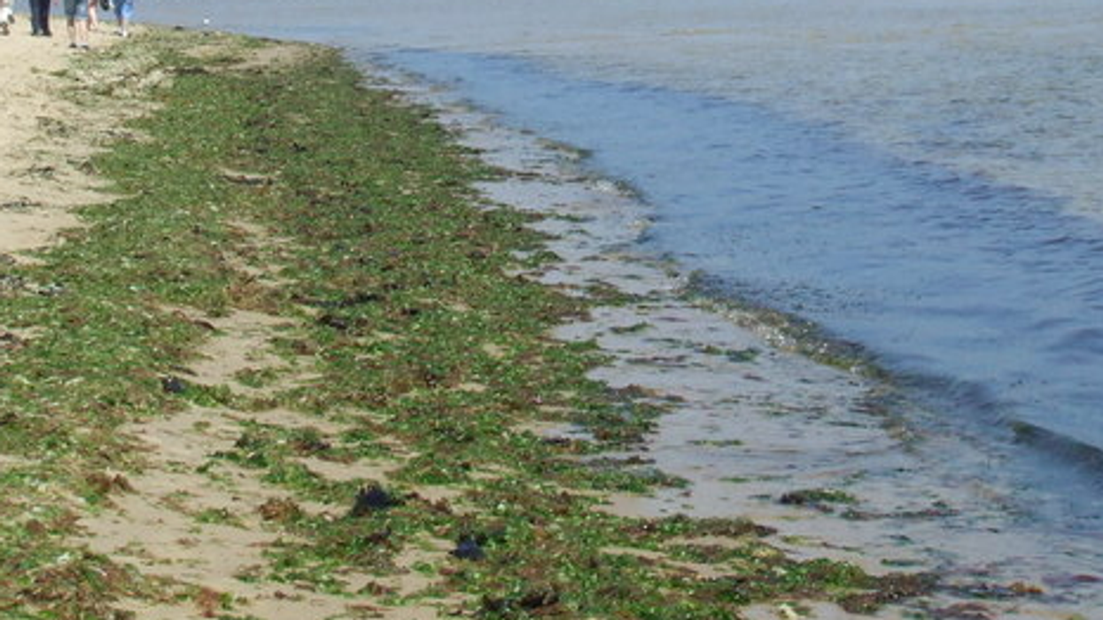 Is online seaweed poisonous