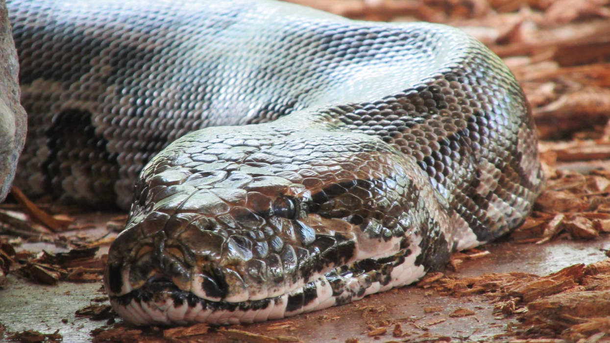 Toronto Sewer Snake Went Home With The Wrong Owners Last Night